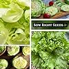 Sow Right Seeds - Iceberg Lettuce Seeds for Planting - Ideal Fall Lettuce for Hydroponics, Summer & Fall Planting - Grow Fresh Leafy Greens for Delicious Salads - Non-GMO Heirloom Variety (1) #3