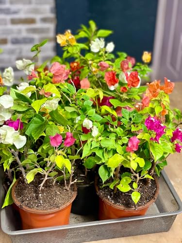 Image of Multi-Grafted Bougainvillea Live Plant with Pot | Bougainvillea Flowering Plant Live | Outdoor Ornamental Plant for Home Garden Terrace Balcony
