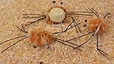 3 Pack | Camo Crab Saltwater Fishing Fly | Permit, Bonefish, Tarpon, Redfish | Mustad Duratin Hook #2 (Brown & Tan #2)