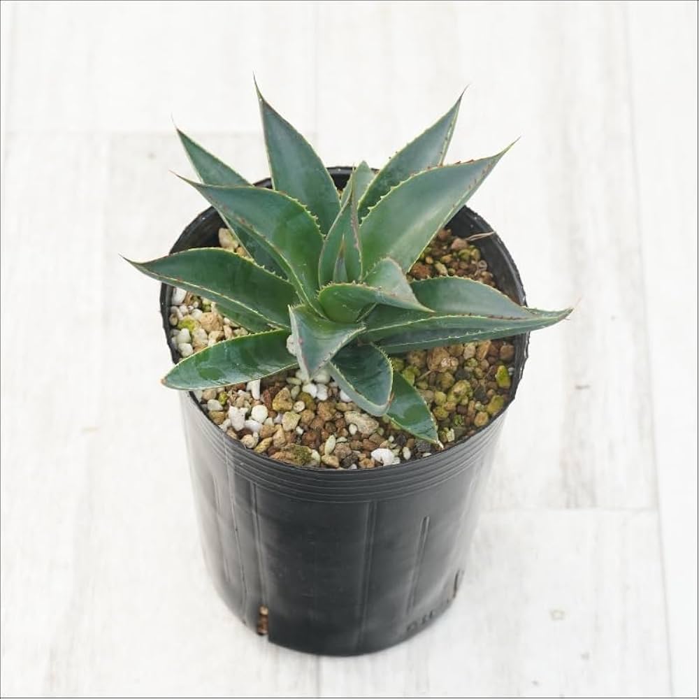 Amazon｜アガベ「ブルー・グロー」 3号ロングポット｜観葉植物