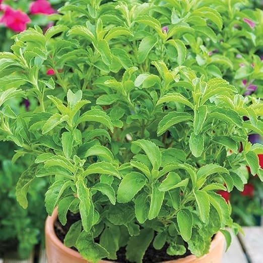 Stevia Seeds for Home Garden, Hybrid Medicinal Plant Seeds, Healthy Herb Seeds, Pack of 1