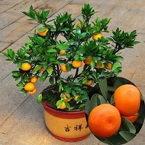 Kiepenkerl Cesto Portagioie Mandarino - Fioritura Permanente Da Giardino (30 Semi)