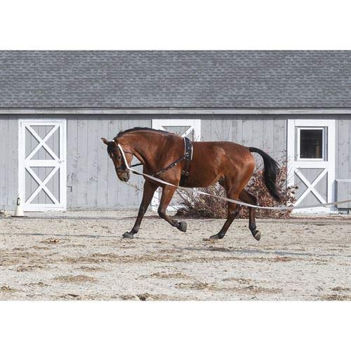 Dover Saddlery Classic Lunge Line - 35ft Cotton Webbing With Swivel Snap & Rubber Donut (Purple)