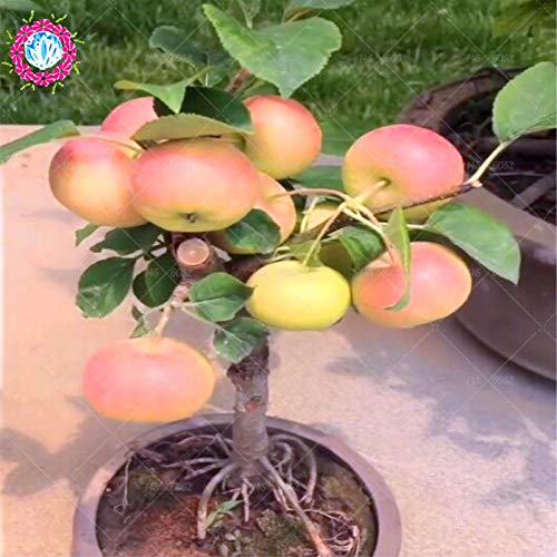bonsai gießkanne metall Japanische Gießkanne: Bonsai | Der Gießer bewässerte main image 0