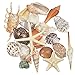 TaoQ C 21 PCS Large Sea Shells Mixed Ocean Seashells, Various Sizes Natural Seashells Starfish Conch for Beach Theme Party, Home Decorations, DIY Crafts, Vase Filler Fish Tank Decorations