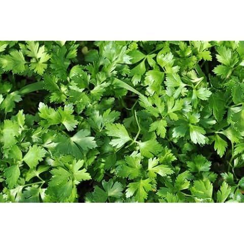 JustSeed Plain Leaved Parsley Seeds - 2500 Cover