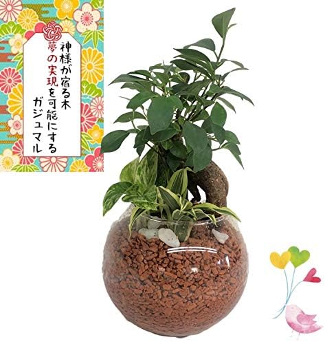 Amazon 幸せを運ぶといわれている観葉植物 ガジュマル バブルボール 中 寄せ植え 神様が宿る 夢の実現を可能にする 精霊が宿る といわれている木 勝利のエネルギー 健康 新婚祝い 結婚記念日 誕生日 敬老の日 母の日 父の日 ギフト 風水 観葉植物 水耕栽培