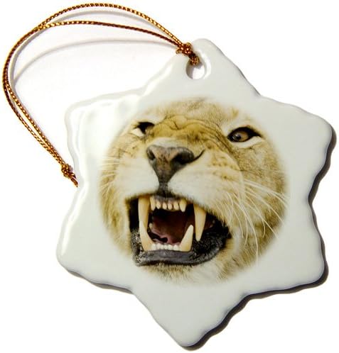 3dRose orn_73093_1 Africa, Kenya, Masai Mara, Male Lion Bearing Teeth -Af21 Dsr0007-Daniel Schreiber-Snowflake Ornament, 3-Inch, Porcelain