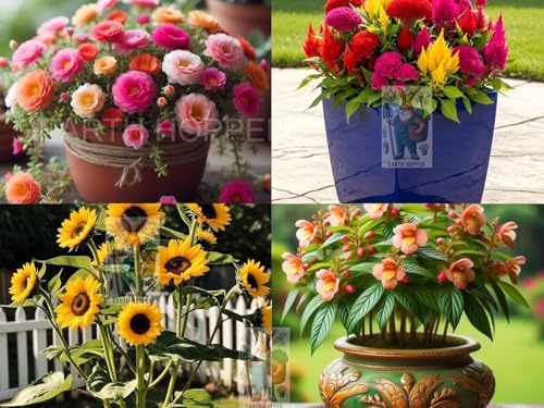Image of Low Maintenance Hybrid Flower Seeds Combo Pack- All Year Flower Seeds Supply (12 VARIETIES RAINY SEASON COMBO)