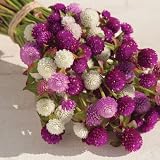 Gardening Treasures: 40 Gomphrena Globe Amaranth QIS Formula Mix Seeds