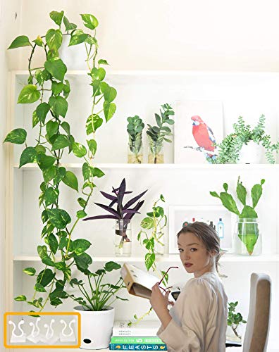 Mdsoyol Plant Climbing Wall Fixture Clips, (100Pcs) Plant Fixer Self-Adhesive Hooks For Invisible Wall Vines Plant Fixation Plant Vine Traction Garden Vegetable Plant Binding (B-100 Pcs) #TOP5