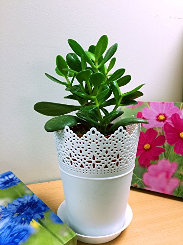 Easy Plants® 1 plante de jade/porte-bonheur, pot de fleurs blanc et soucoupe
