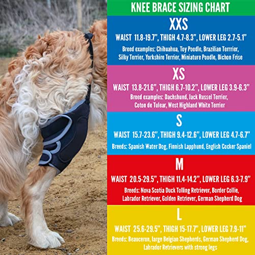 Image of Knee Brace for Dogs with ACL (M Right)