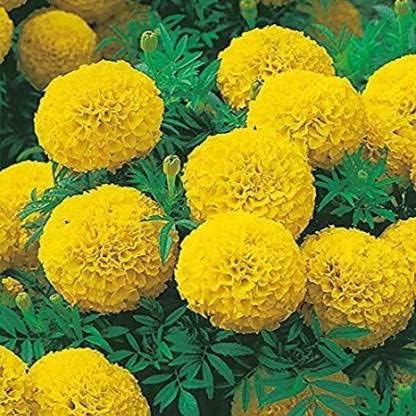 Green World AFRICAN MARIGOLD F2 YELLOW SEEDS FOR KITCHEN GARDENING (10 seeds)