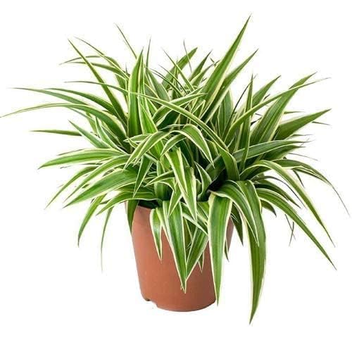 ECO BLOOM Live Spider Plant | Aamzing Decoration Plants (Chloroph...