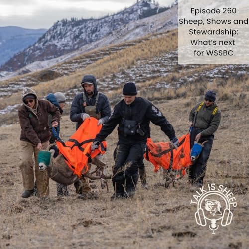 Sheep, Shows & Stewardship: What’s Next for WSSBC