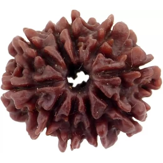 10 Mukhi Rudraksh Bead, Certified