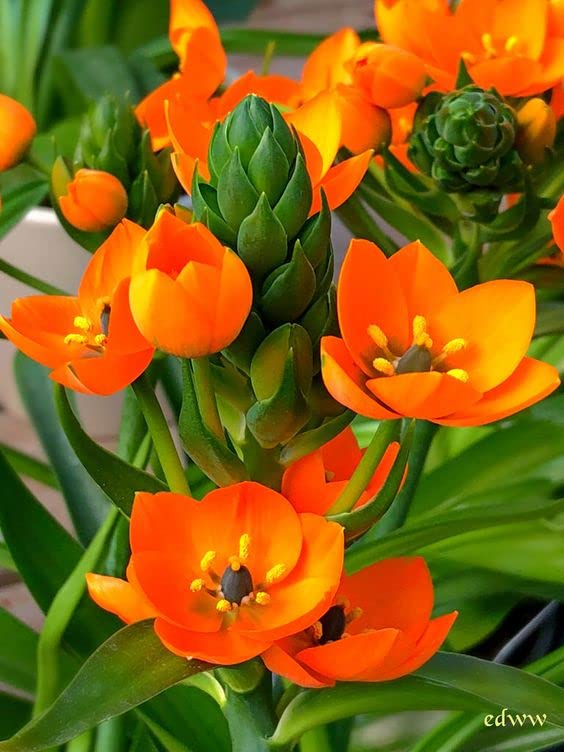 RADHA KRISHNA AGRICULTURE® Ornithogalum | Chincherinchee Aromatic Flower Bulbs For Indoor/Outdoor Gardening (Set Of 5 Orange Colour Bulbs) (B09PNJF8MM) Amazon Price History, Amazon Price Tracker