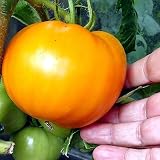 Fleischtomate - Tomate - Golden Jubilee - recht Frühe Sorte - 20 Samen