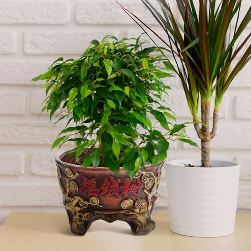 Pot de fleurs en céramique pour succulentes et arbre amulette rétro