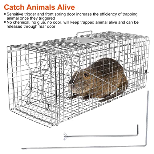 KOCASO Large Live Animal Trap Cage, 31\"x11\"x12\" Foldable Heavy Duty Humane Rat Trap for Indoor and Outdoor, Metal Mouse Trap for Squirrel Gopher Chipmunk Mice Raccoon, Easy to Catch and Release