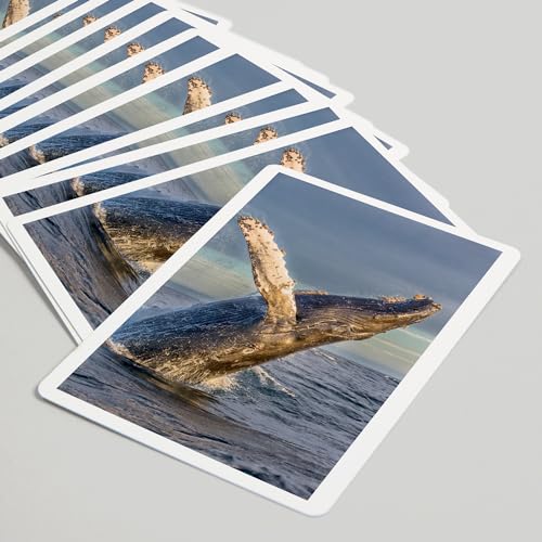 Lantern Press Humpback Whale Baraja Póker 52 Cartas miniatura 5