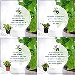 Live Aromatic and Edible Herb Assortment (Rosemary, Lavender, Eucalyptus, Mint, Lemon Balm, Other Assorted Herbs), 6 Plants Per Pack - Image 4