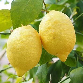 Amazon レモン 苗木 トゲなし リスボンレモン 3年生 接ぎ木 大苗 植木