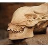 Gmasking Resin Alien Head Skull Bust Statue Full Size Replica Props