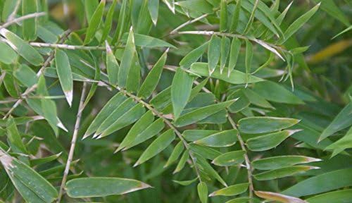 Miniatura 2 de Bambusa Multiplex de bambú grande de 3 pies a 4 pies de alto, planta viva de 1 tamaño