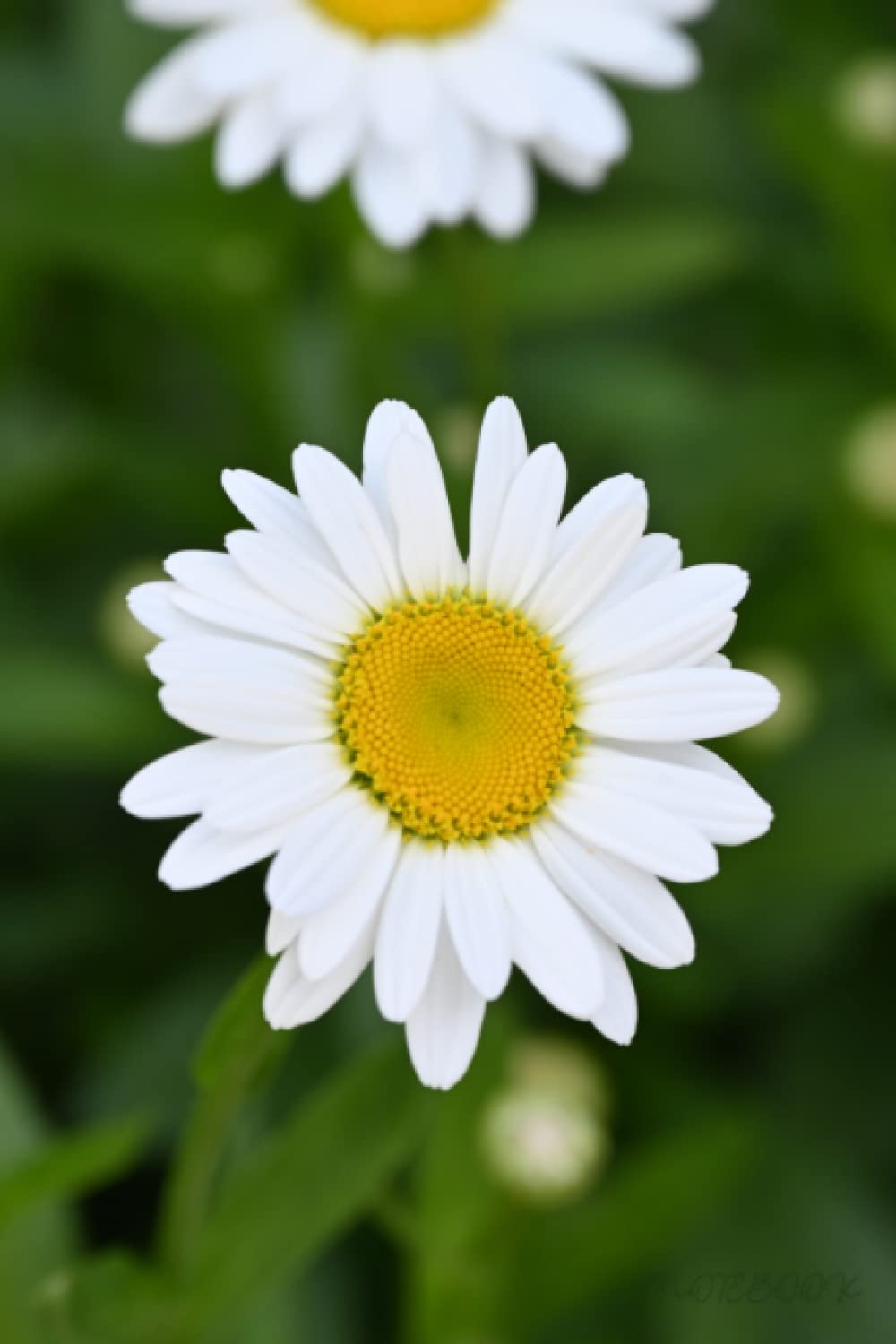 Notebook: Ms. Daisy - Real Photograph of a Daisy - Matte Finish - The Perfect Notebook for Writing , Journaling , Studying , and MORE - A Unique Gift for ANY Occasion