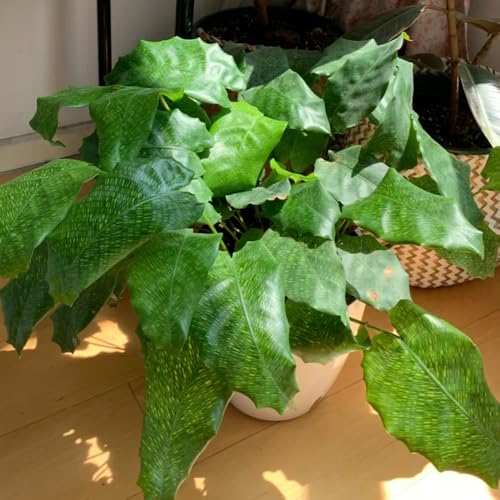 semillas de la planta de arrurruz calathea, Plantas resistentes al invierno para balcones árbol bonsái plantas de balcon plantas en crecimiento Plantas verdes, plantas de interior, 300pcs