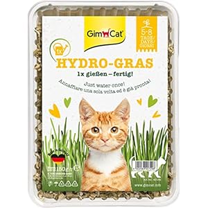 GimCat Hydro-Gras – Frisches Katzengras aus kontrolliertem Feldanbau in nur 5 bis 8 Tagen – 1 Schale (1 x 150 g)