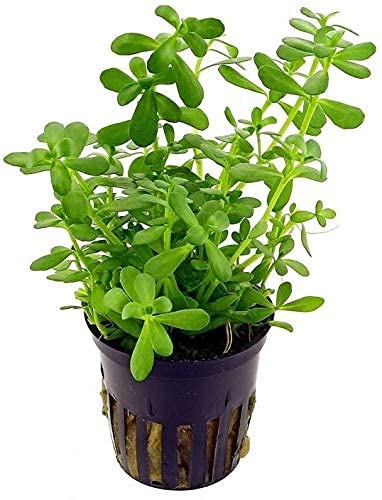 Guruji Plantation Bacopa Monnieri Plant Indoor Plant For Home and Garden with Pot (Pack of 1)