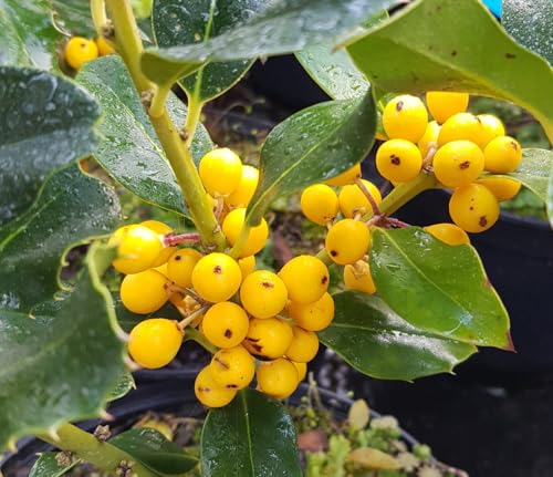 Ilex aquifolium 'Bacciflava' / Houx commun à fruit jaune/Conteneur de 2 à 2.9 litres/Arbuste Persistant