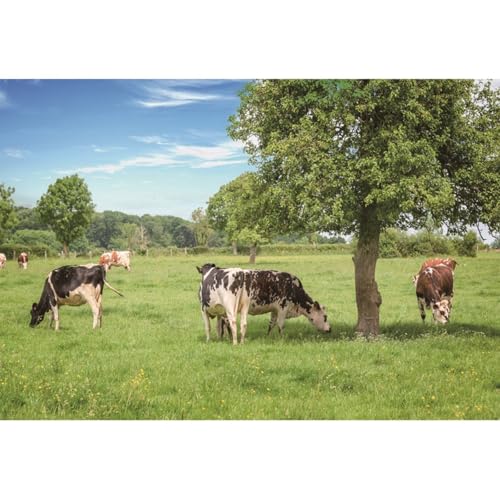 YongFoto 2,5x1,8m Vinilo Fondo de Fotografia Estante con Juguetes Pupitre de Escuela Telón de Fondo Fiesta Niños Boby Retrato Personal Estudio Fotográfico