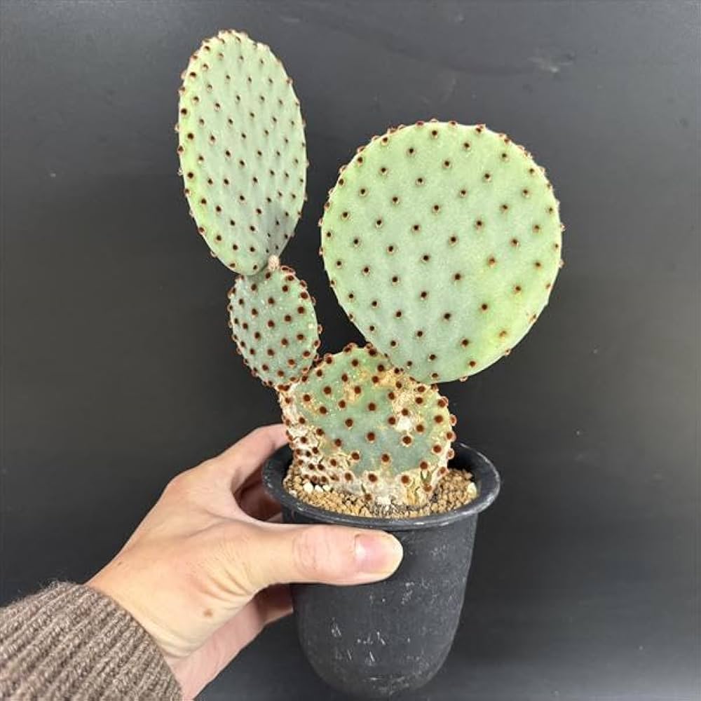 Amazon｜サボテン オプンチア サンタリタ｜観葉植物 オンライン通販