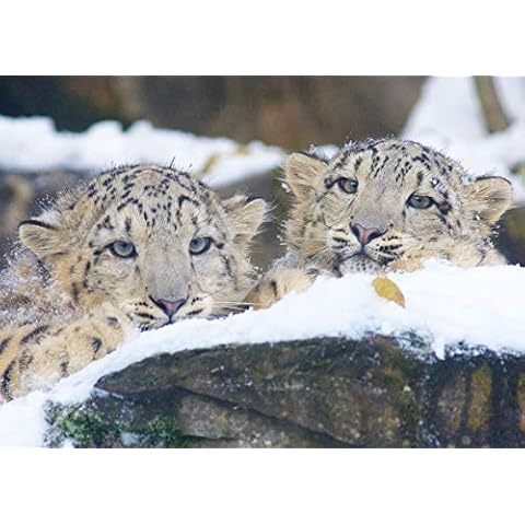 Snow Leopard Blank Greeting Card with Envelope Cover