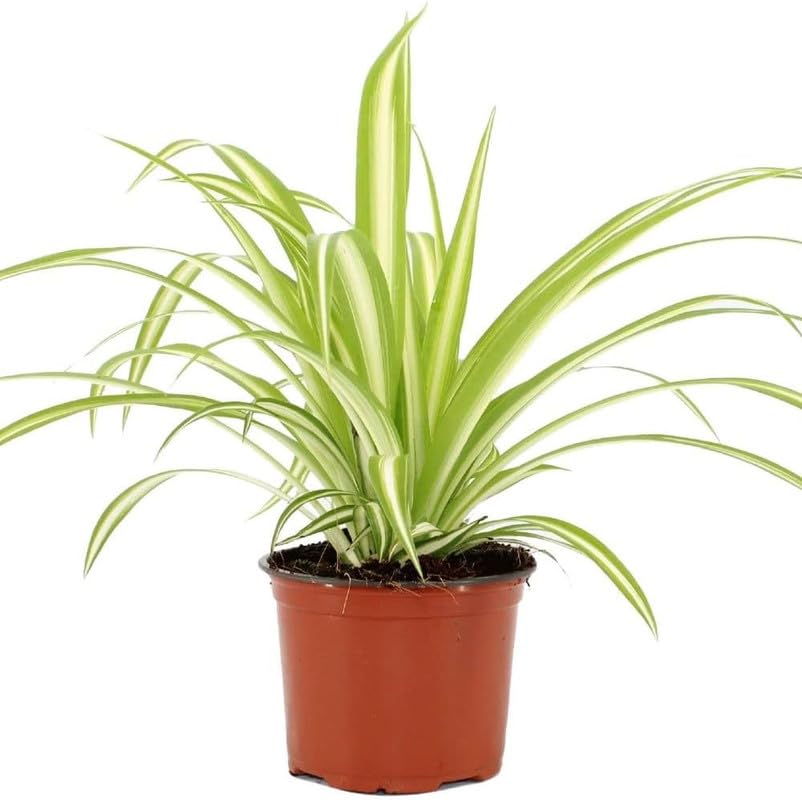 All Season Spider Live Plant with Grow Pot (Pack of 1 Healthy Live Plant)-picture-12
