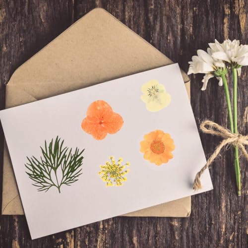 Kit de 40 flores secas prensadas naturales Lurrose miniatura 5