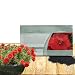 Outsidepride Red Portulaca Moss Rose Ground Cover Plant Seed - 5000 Seeds