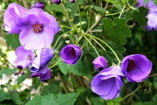 15 Semi - Semi Abutilon Lavanda Mix/Perenne/Fioritura Acero