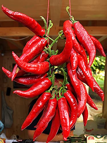 Seeds Fire Hot Pepper Chili Heirloom Vegetable For Planting Non Gmo #TOP5