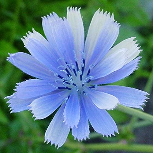 50 pcs/sac de graines de chicorée facile à faire pousser, très ornemental, belle et brillante floraison, graines de fleurs respectueuses de l'environnement pour les lits de pelouse et les jardins Cover