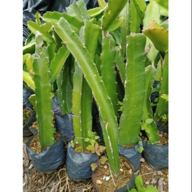 Dragon Fruit Plant Amazon.in Garden & Outdoors