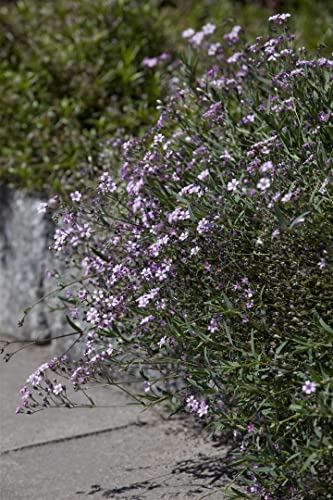 Gypsophila repens 'Rosea' 9x9 cm Topf – Winterhart, Mehrjährig, Pflegeleicht – Teppich-Schleierkraut – Bodendecker für Steingarten & Beet