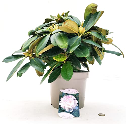 POWERS TO FLOWERS - RODODENDRO ROSA CHIARO SILBERWOLKE, RHODODENDRON, IN VASO 24CM DIAMETRO, pianta vera