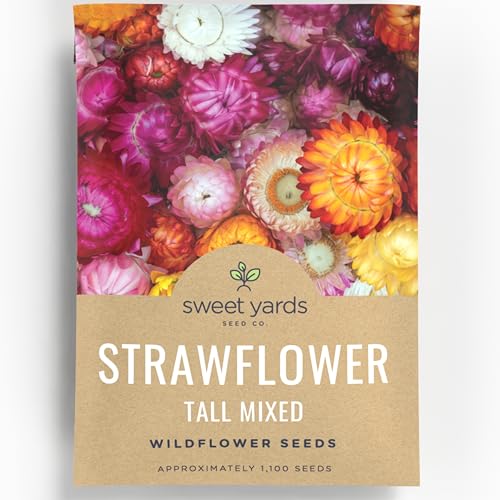 Strawflower Tall Mixed - Large 750mg Envelope - 1 100 Flower Seeds for Planting - Xerochrysum bracteatum