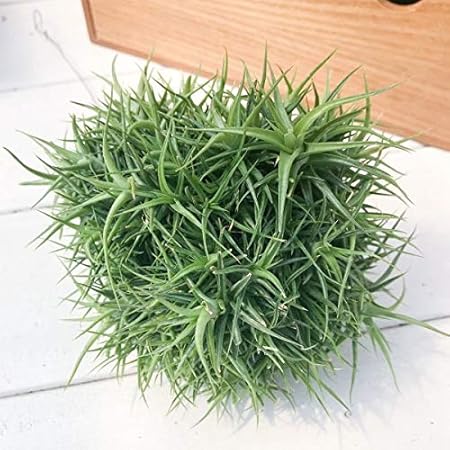 Amazon エアプランツ チランジア アエラントス ミニアータ クランプ Tillandsia エアープランツ ティランジア ブロメリア Planchu 観葉植物 Amazon エアプランツ チランジア アエラントス ミニアータ クランプ Tillandsia エアープランツ ティランジア ブロメリア Planchu 観葉植物