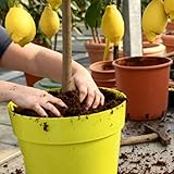 VIRSUS B0CQRJBXGW lato 4